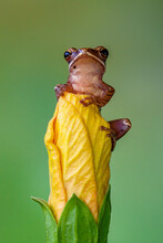 Common Tree Frog, Four-lined Tree Frog, Golden Tree Frog Or Striped Tree Frog