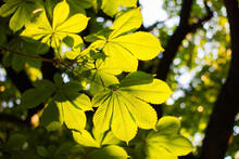 Tree Branches With Green Juicy Chestnut Leaves Through Which Sunlight Shines Through In The Spring Afternoon On A Dark Blurred Background With Bokeh