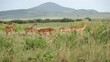 Gazelles in the high grass in the wild in Africa.