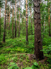 Wall Mural - pine trunks in the pine forest in summer