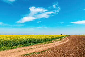 Fotomurales - Dirt road snaking through cultivated rapeseed field in bloom