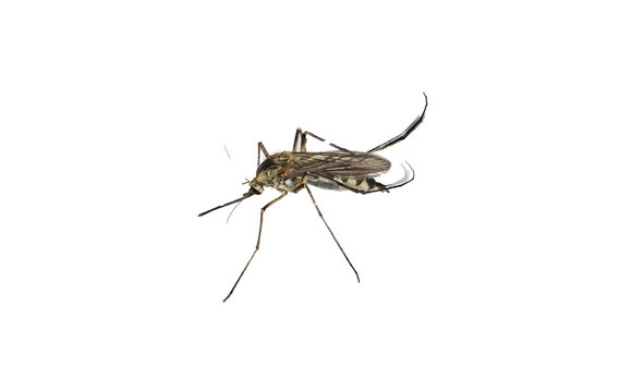 mosquito insect isolated