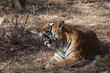 A male wild Royal Bengal tiger lying down yawning in the jungle of Ranthambhore northern India 