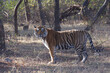 A protected rare wild Royal Bengal Tiger in the jungle of North India