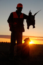  Silhouetted Dog With Pheasants. 