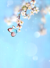 Wall Mural - Flowering branches and petals on a blurred background and butterfly.