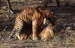 A photo of a pair of rare mating royal bengal tigers in the wild taken in the forests of North India 