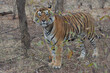 A rare male Royal Bengal Tiger in the Forests of North India