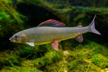 Grayling, Thymallus Thymallus - Freshwater Fish