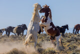 Fototapeta Do przedpokoju - Wild Horse Stallions Fighting in Autumn in the Wyoming Desert