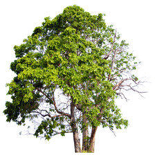 PNG tree with removed original background for easy to drag and drop in new project