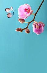 Wall Mural - branch of tropical orchids and butterfly on blue background.