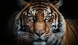 Close-up wild furry tiger face black background wallpaper created with generative AI technology