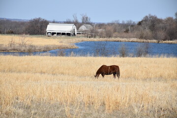 Poster - Horse by a Lake in a Field