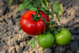 Fototapeta Kuchnia - Red and green tomatoes grow and ripen in a greenhouse. Ecological product. Close-up shot tomato growing on a farm