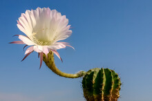 (Echinopsis Sp.) Cactus Blooming With A Pink And White Flower Against A Blue Sky