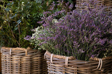 Wicker Basket Full Of Fresh Cut Purple Limonium Platyphyllum Flowers Or Florist's Sea Lavender In Spring Garden Shop.
