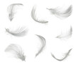 White feather set isolated