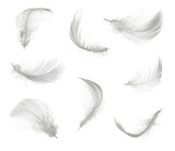 Fototapeta  - White feather set isolated