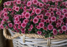 Wicker Basket Full Of Bright Pink Chrysanthemums - Floral Background.