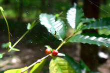A Golden Orb-weaver Spider Claims On Spiderweb With Bokeh Lights And Green Nature Blurred Background. Insect Wildlife In The Organic Garden Of Thailand's Countryside.