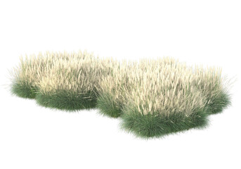 Wall Mural - Field of grass isolated on transparent background. 3d rendering - illustration