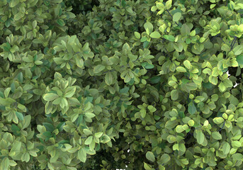 Wall Mural - Foliage isolated on transparent background. 3d rendering - illustration