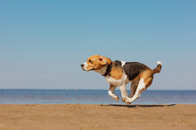Beagle Dog Runs On Seashore Against Blue Sky. Pet Is Playing And Having Fun Outdoors. Workout Jogging On Beach. Cute Pooch Jumps And Frolics. Fitness Classes With A Retriever, Hunting Hound