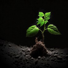 Delicate Seedling Emerges From Cracked Soil In Hope Of Growth And Life
