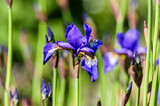 niebieski kwiat irys syberyjski w ogrodzie