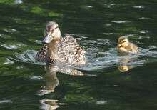 Mallard Duck Mama With Her Baby Duckling