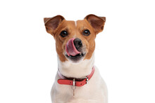 sweet little jack russell terrier dog sticking out tongue and licking nose