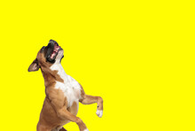 Boxer Dog Standing On Hind Legs And Panting