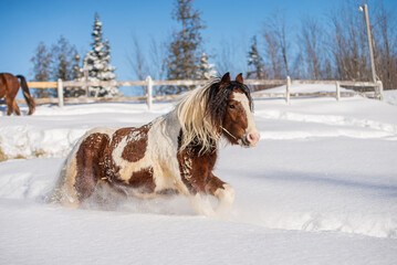 Wall Mural - Young gypsy horse running in snow field in winter