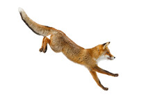 Fox Long Jump. Red Fox, Vulpes Vulpes, Isolated On Transparent Background. Wild Vixen Hunting In Winter Forest. Orange Fur Coat Animal. Clever Beast With Fluffy Tail. Action Wildlife. Cute Fox.