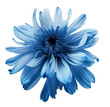 Blue flower isolated on white background, png with transparency 