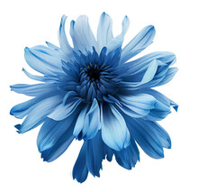 Blue Flower Isolated On White Background, Png With Transparency 