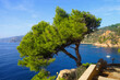 view of the typical landscape of Costa Brava with pines and cliffs at the sea that gives its name, 