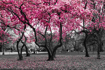 Wall Mural - Pink blossoms blooming in black and white forest of spring trees in Central Park, New York City