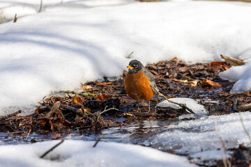 Poster - American robin (Turdus migratorius) , birds  looking for food in the snow in the park.