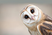 Snowy Owl (Tyto Alba)