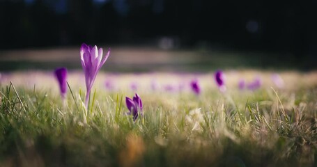 Poster - Morning dew over fresh green grass and wild crocus flowers on a mountain pasture, beautiful spring forest landscape