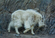 Mountain Goat on the cliffs