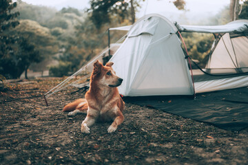 The happy dog excited hearing birds singing  in the morning during a camping trip in the forest on holiday. vacation and travel concept.