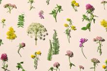 Botanical Aesthetic Pattern With Wild Meadow Blooms, Natural Summer Floral Minimal Creative Layout From Field  Blossoming Flowers With Hard Shadow On Pastel Beige Background, Top View, Flat Lay