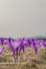 Poster - Close up violet saffron crocus flowers texture concept photo. Worm eye view photography with blurred background. Natural light. High quality picture for wallpaper, travel blog, magazine, article