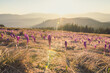 Purple crocus buds under sun glares landscape photo. Nature scenery photography with forest hills on background. Ambient light. High quality picture for wallpaper, travel blog, magazine, article