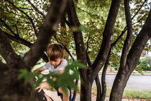 Young Boy Climbing Tree Surrounded By Branches And Green Leaves