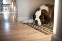 Large St. Bernard Dog Sleeping On Rug In Hallway At Home