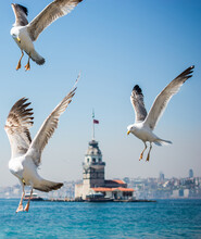 Seagulls Flying In A Sky With Maiden Tower Background